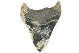Serrated, Fossil Megalodon Tooth - South Carolina #321224-1